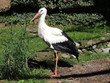 Storch 3