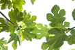 Photo: Fig leaves. Fig leaves.