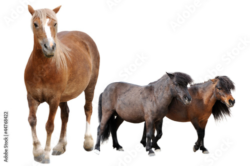 Photo: horse and ponies horse and ponies