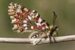 Spanish festoon butterfly (Zerynthia rumina)