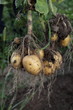 potato