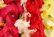 Beautiful Colorful Gladioli Cl...