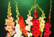 Beautiful colorful gladiolus on green background close-up