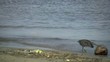 Reiher am Strand