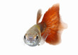 guppy