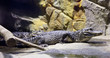 Photo: Chinese alligator Chinese alligator