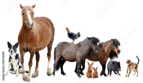 Photo: groupe d'animaux de ferme groupe d'animaux de ferme