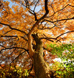 Farben des Herbstes