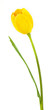 artificial Tulip on white background