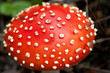 Photo: inedible mushroom inedible mushroom