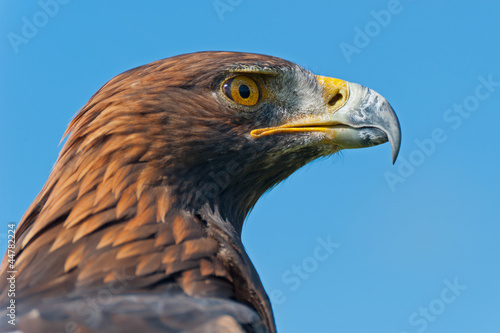 Photo: Golden Eagle Head Profile Golden Eagle Head Profile