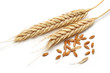 Wheat