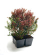 Barberry ( Berberis Jytte ) isolated