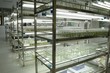 plant tissue culture