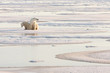 Polar bear