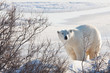 Polar bear