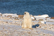 Polar bear