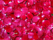 Rote Blütenblätter