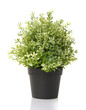 Home plant in pot