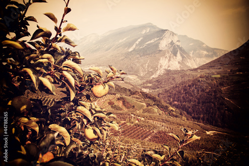 Photo: apple trees apple trees