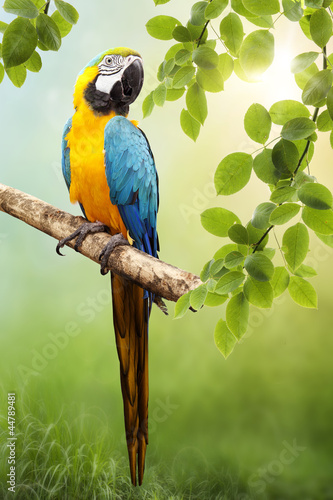 Photo: Macaw parrot Macaw parrot
