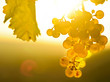 Sonnenuntergang im Weinberg