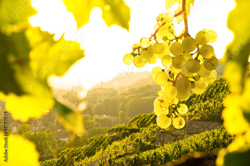 Photo: Weintrauben im Weinberg Weintrauben im Weinberg