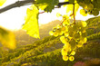 Weinstock im Gegenlicht