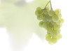 Closeup of a bunch of grapes