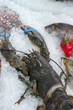 Photo: fresh lobster fresh lobster