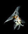 goldfish isolated on black background