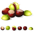 chestnuts isolated on white background