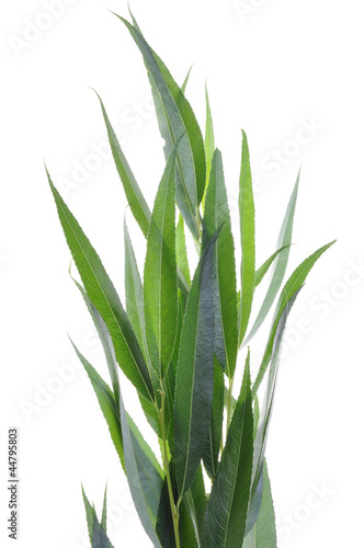 Photo: Willow tree leaves isolated on white background Willow tree leaves isolated on white background