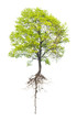Tree with a root