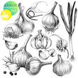 Garlic