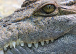 Krokodil