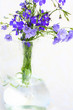 Blue lobelias in the glass vase