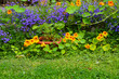 Summer in the garden