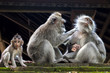 Two monkeys in Bali Ubud forest