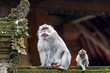 Two monkeys in Bali Ubud forest