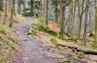Rydal Forest Path