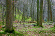 Rydal Forest