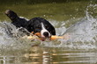 Appenzeller mit Stock im See