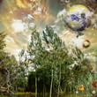 Sunshine in the forest