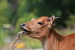 Banteng - Bos javanicus