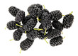 mulberry