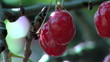 Cherry Tree ...