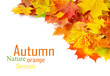 Autumn Maple