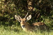 Photo: Reedbuck ram resting under a bush in the daytime. Reedbuck ram resting under a bush in the daytime.