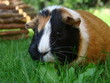 Fressendes Meerschweinchen